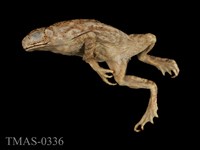 藏品(黑眶蟾蜍)的圖片